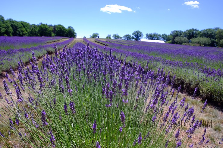 Every Summer has a Story: 2018 edition - Laveanne Lavender | www.sproutingbalance.com | #Port #Hope #trip #summer